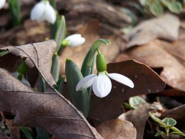 On The Garden Path-Winter-blooming plants complete a garden Image